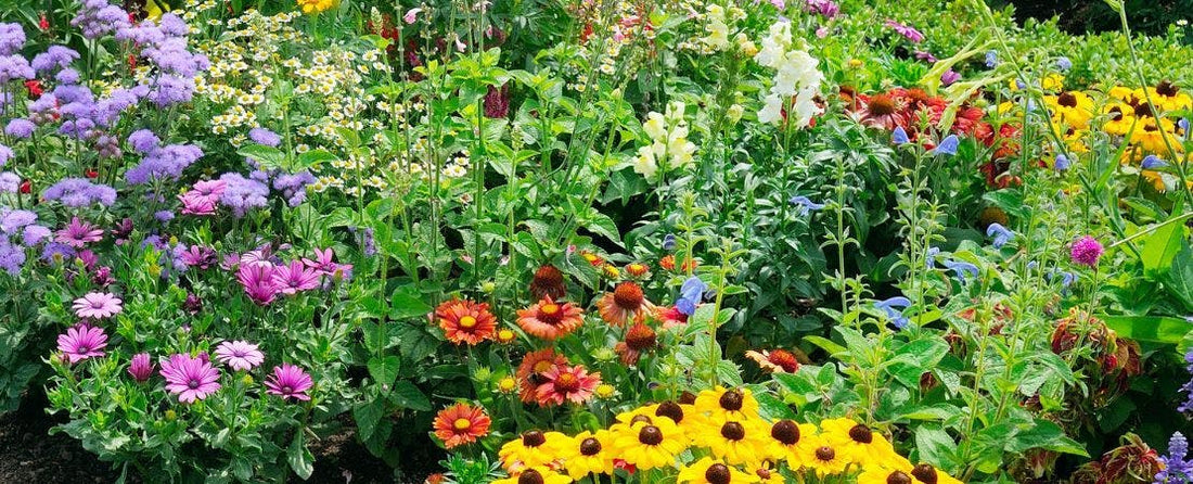 Ultimate Planting Guide: 30 Perennials for Almost All US Growing Zones