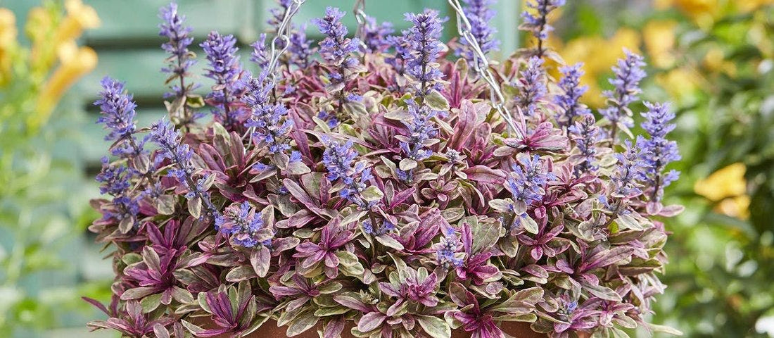 Ajuga Bugleweed: Perennial Ground Cover