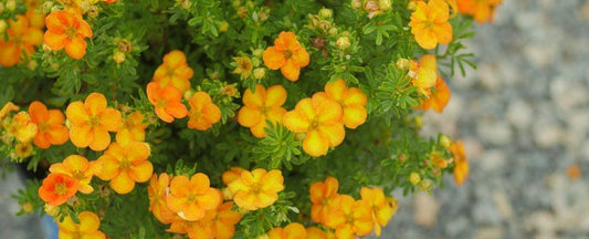 Smart Gardeners and Professional Landscapers Love Bloomin’ Easy Shrubs