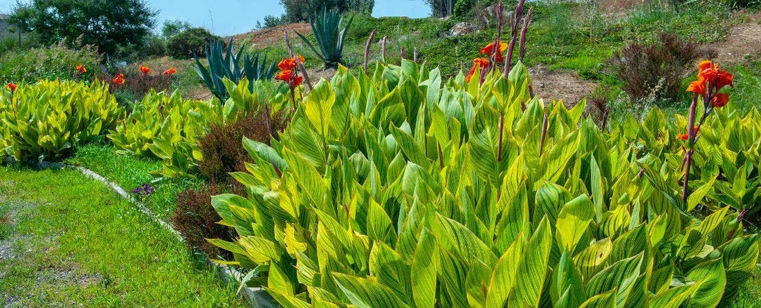 Exotic Canna Are Surprisingly Easy to Grow