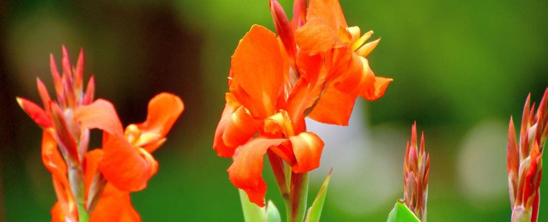 Canna Care Guide