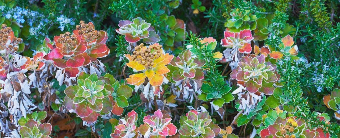 Winter Care Tips for Your Garden