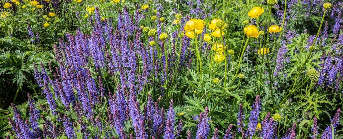 What Are the Differences Between Catnip and Catmint?