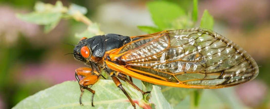 Understanding Cicada Population Surges