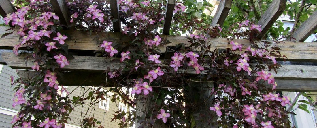 Add Climbing Plants for Majestic Garden Displays