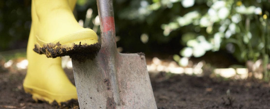 Compacted Soil Can Hinder Plant Growth