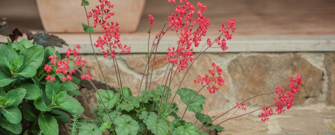 Heuchera: A Garden Jewel of Versatility and Beauty
