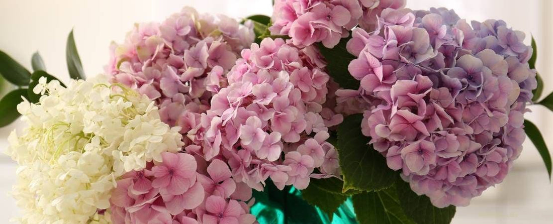 How to Revive Hydrangea Cut Flowers