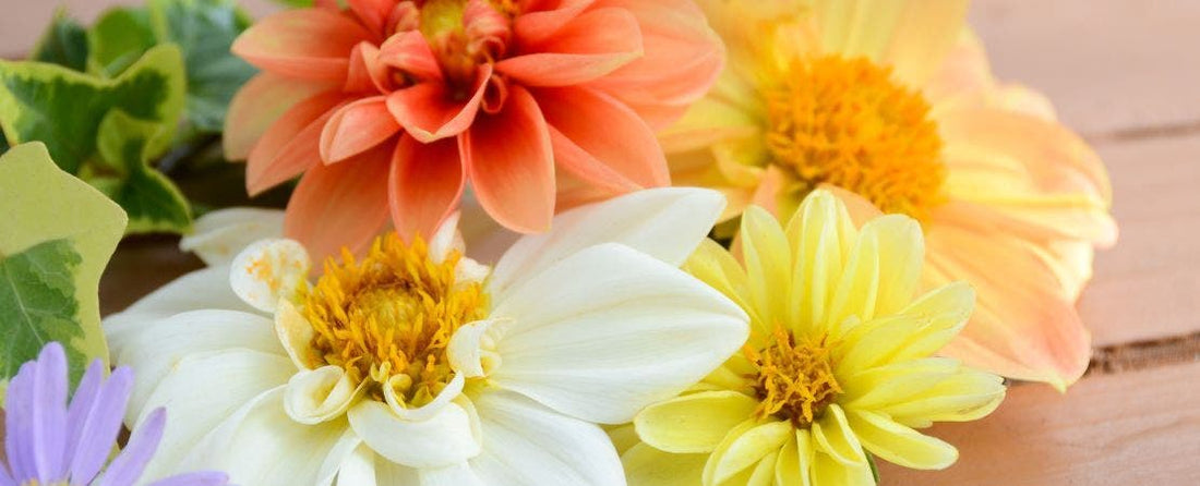 Dahlia Care Guide