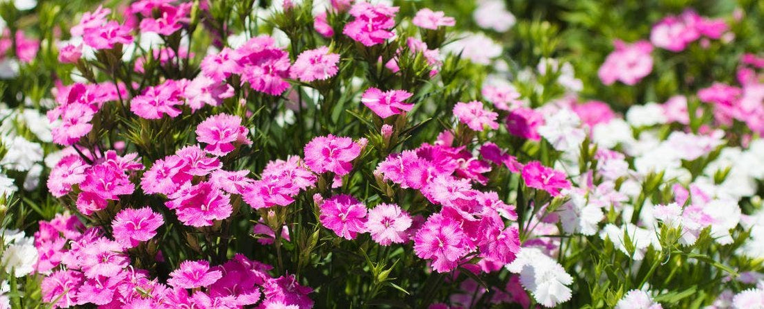 Mastering Dianthus Care: The Ultimate Guide to Growing Carnations and Enhancing Your Garden