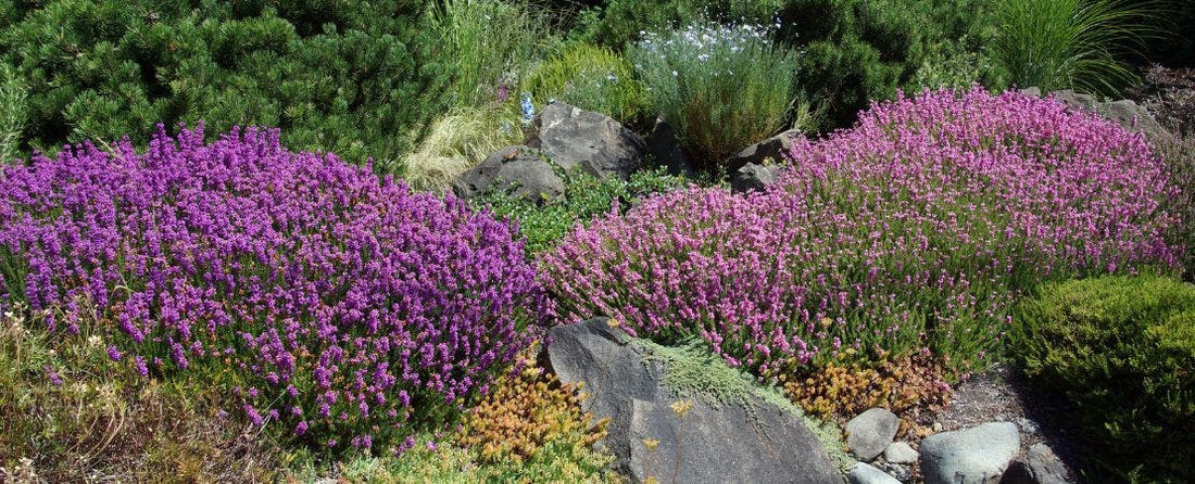 Dry Weather Gardening Tips