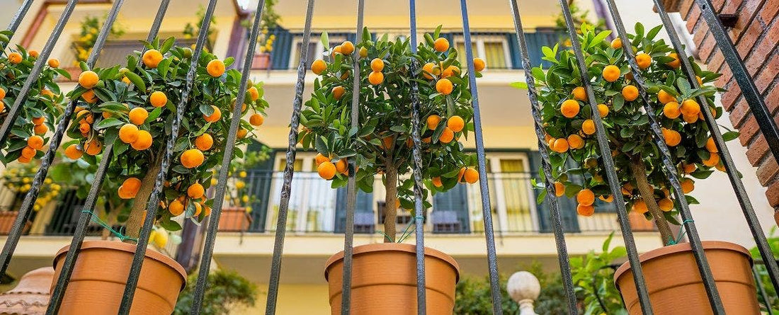 Edible Plants You Can Grow Indoors