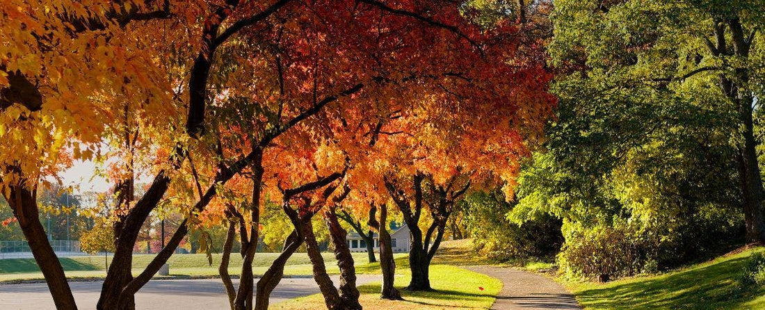 Best Plants for Fall Foliage Colors