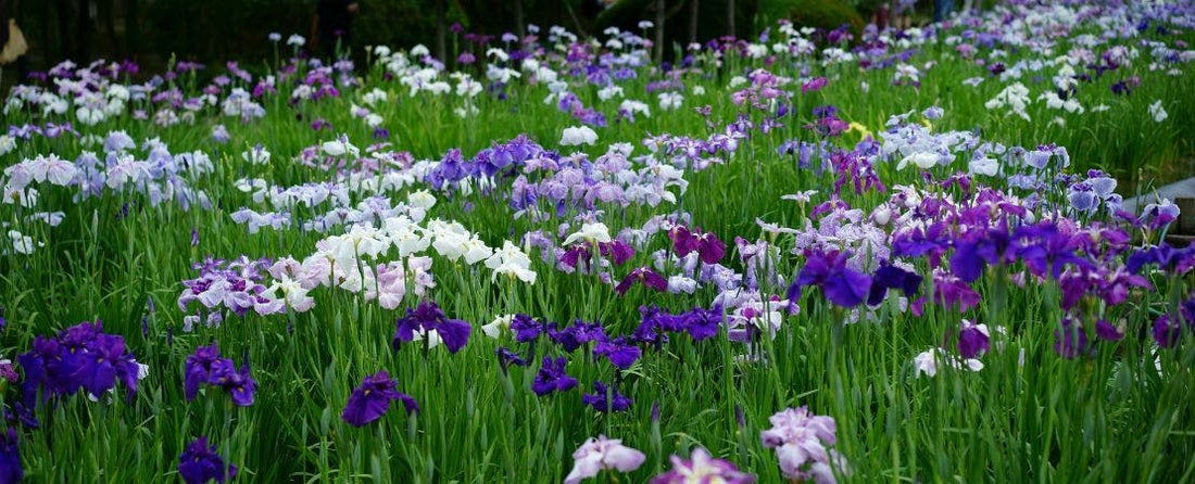 How to Divide Iris