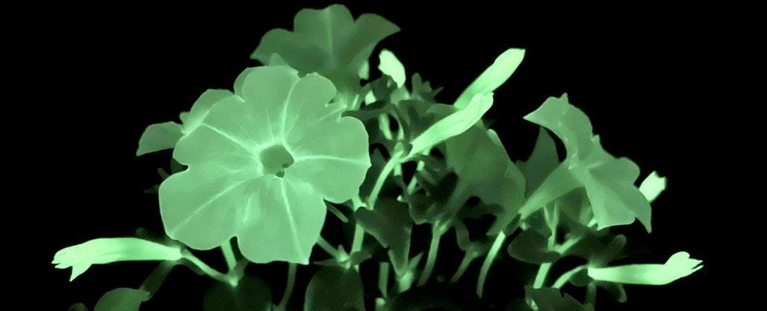 How to Care for Firefly Petunias