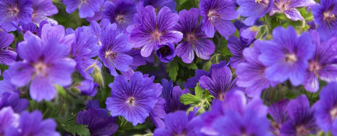 Complete Guide to Growing and Caring for Geranium Plants