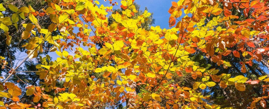 Native Redbud Trees are Fast-Growing