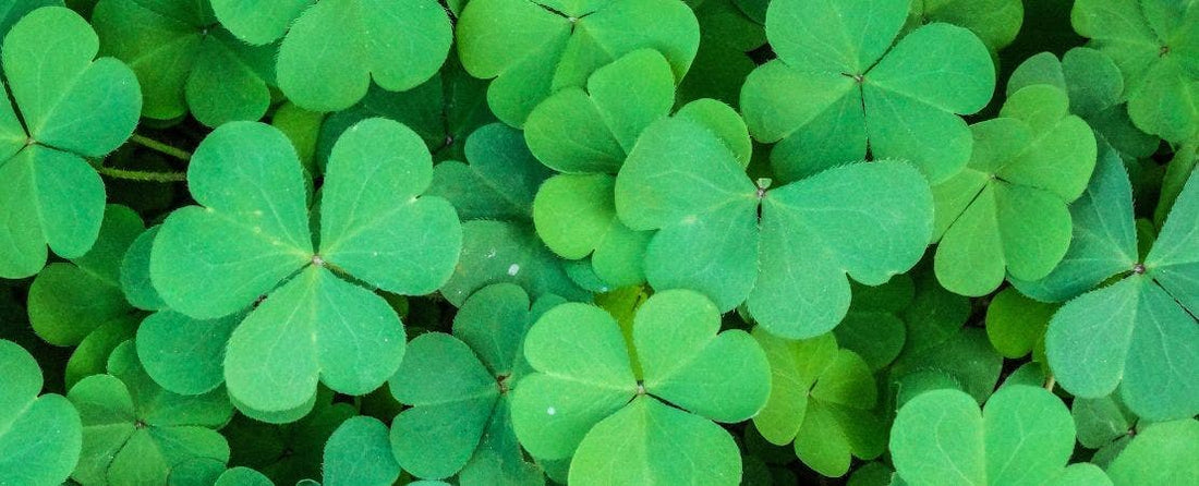 What Are the Differences Between Oxalis, Clover, and Shamrock?