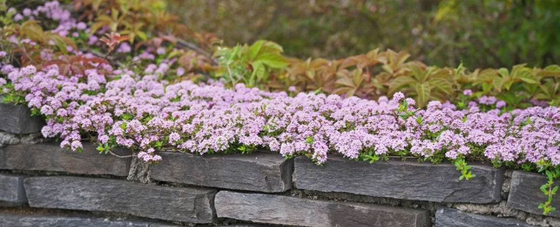 Ground Cover and Low Maintenance Perennials