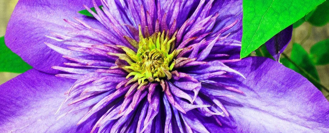 Clematis Pruning Group 2