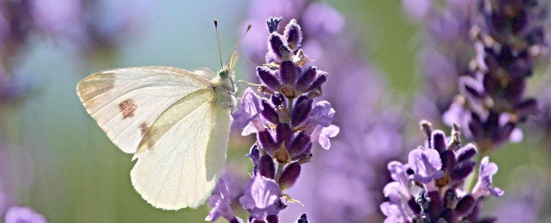 Growing Lavender: A Guide to Lavandula Gardening and Reaping the Benefits