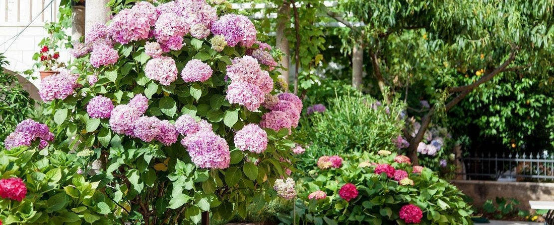 Hydrangea Types and How to Choose the Best for Your Garden