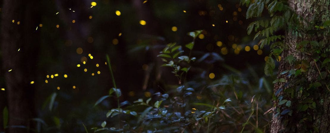 Tips to Attract Lightning Bugs or Fireflies to Your Garden