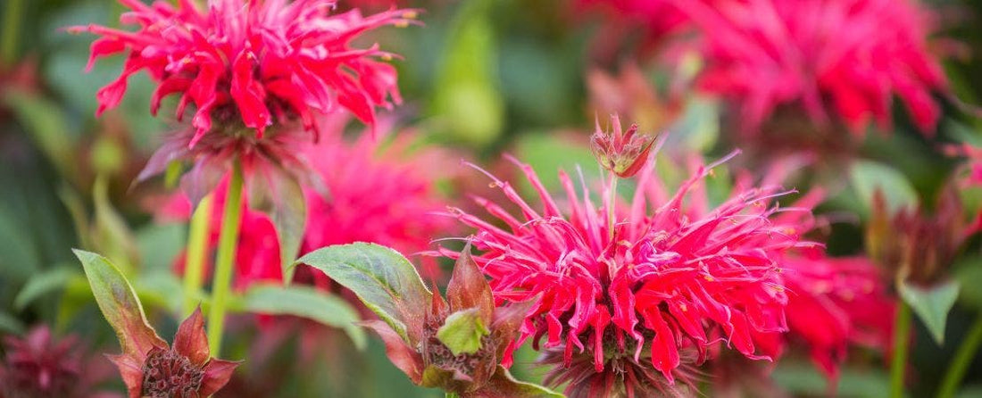 Plants to Help Repel Mosquitoes