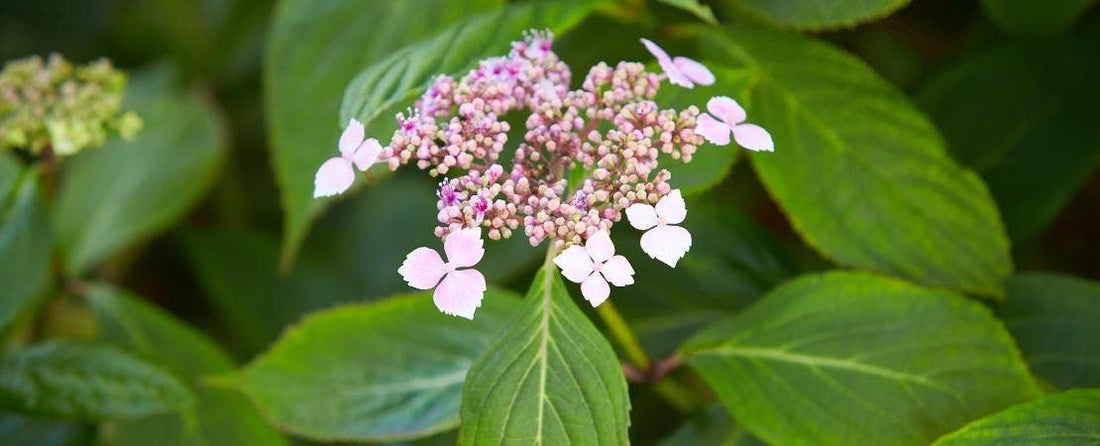 All About Growing and Caring for Mountain Hydrangeas