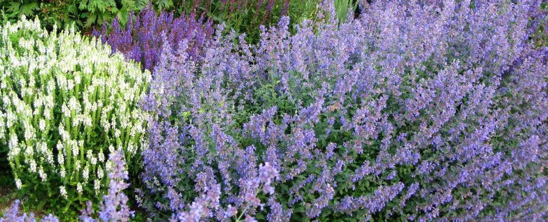Nepeta (Catmint) Is a Carefree Growing, Reliable Perennial