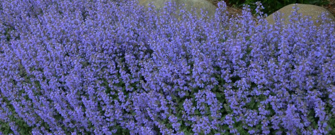 Nepeta Planting and Care Guide