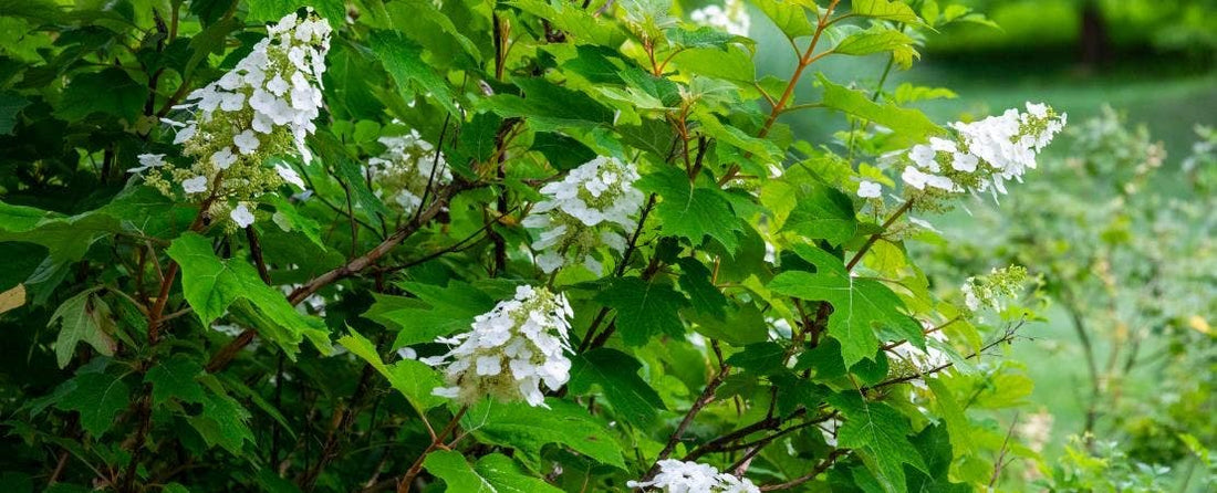 Guide to Growing and Caring for Oakleaf Hydrangeas