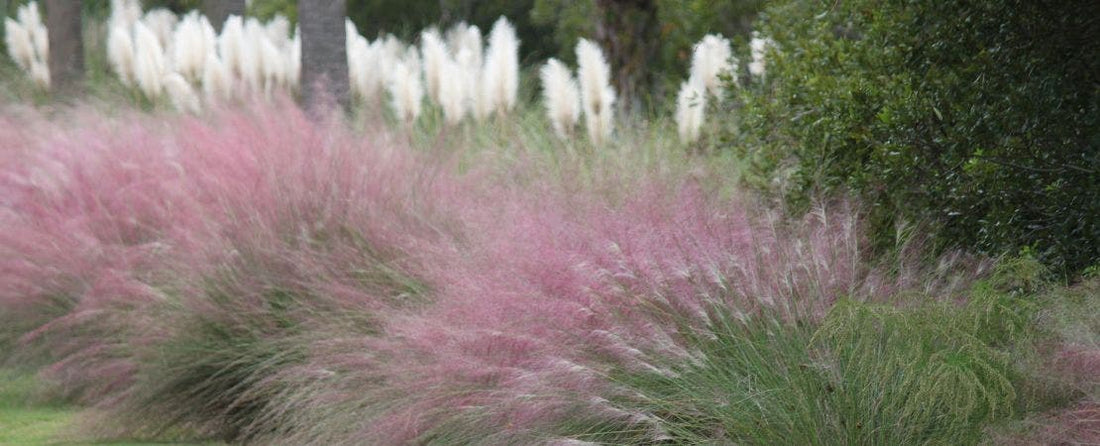 Ornamental Grass Adds Relaxing Movement to Your Landscape