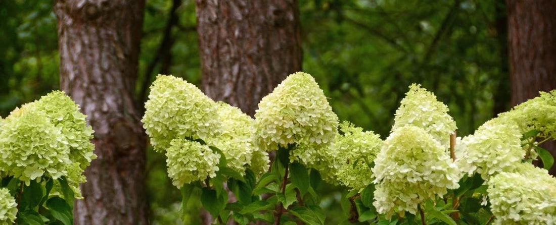 Your Guide to Growing and Caring for Panicle Hydrangeas