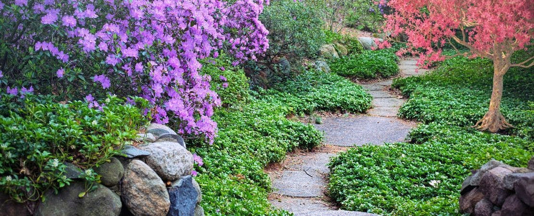 Top Must-Have Garden Plants for Spring