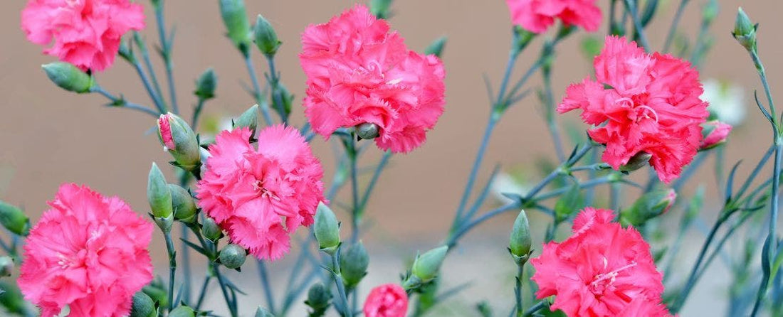 Grow Your Own Carnations