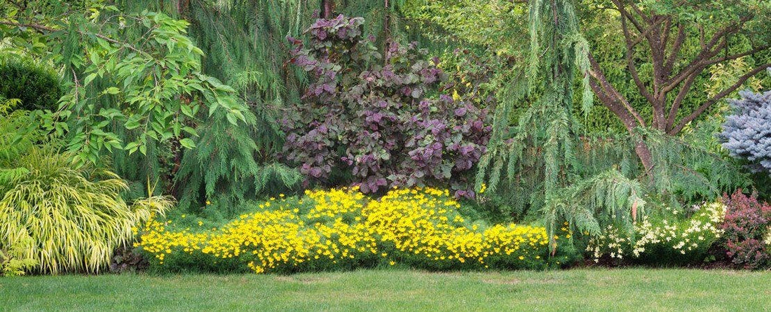 Plant Coreopsis Tickseed for Showy Flowers All Summer Long