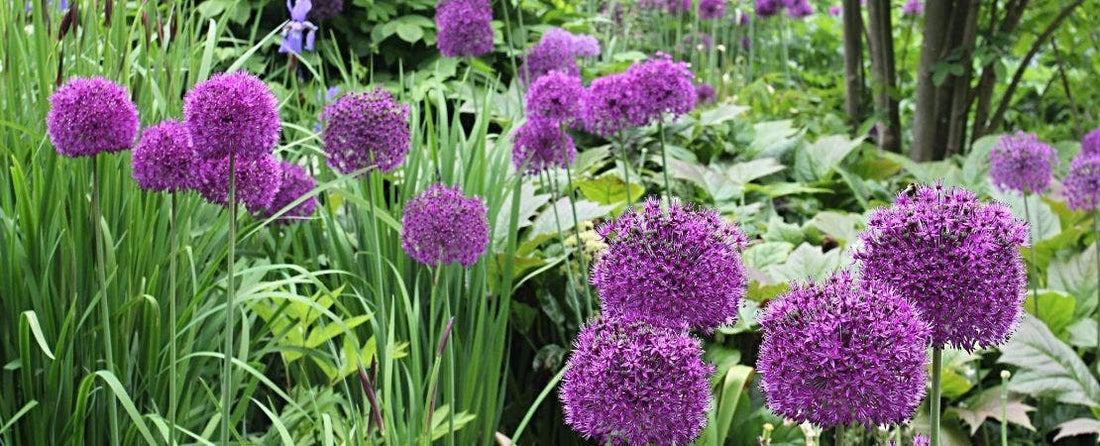 Ornamental Onion Allium is a Flower Garden Stunner