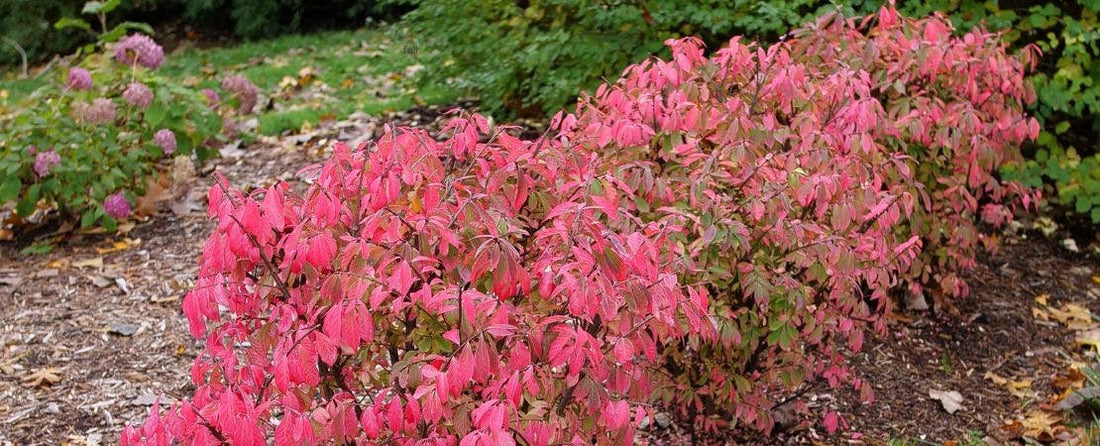 New Burning Bush Variety! Euonymus Fire Ball Seedless