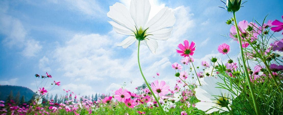 Embrace the Slow Flower Movement: A Guide for Gardeners