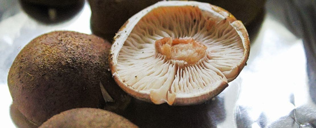 Creating a Spore Print