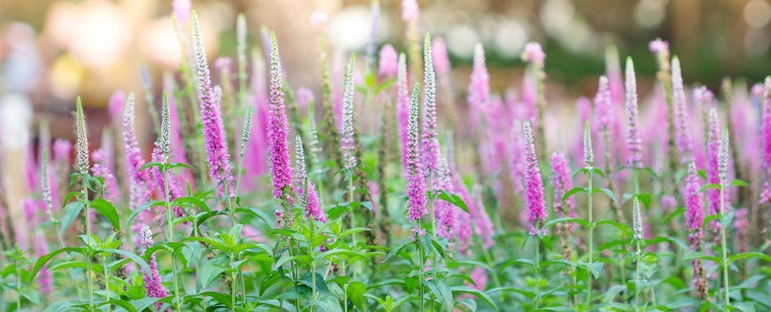 A Horticulturist's Guide to Growing Speedwell/Veronica Plants