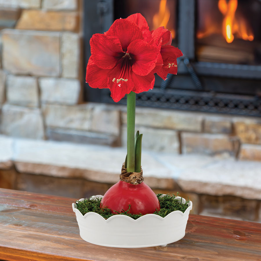 Sweet Scallops Red Lion Waxed Amaryllis Bulb Gift Set