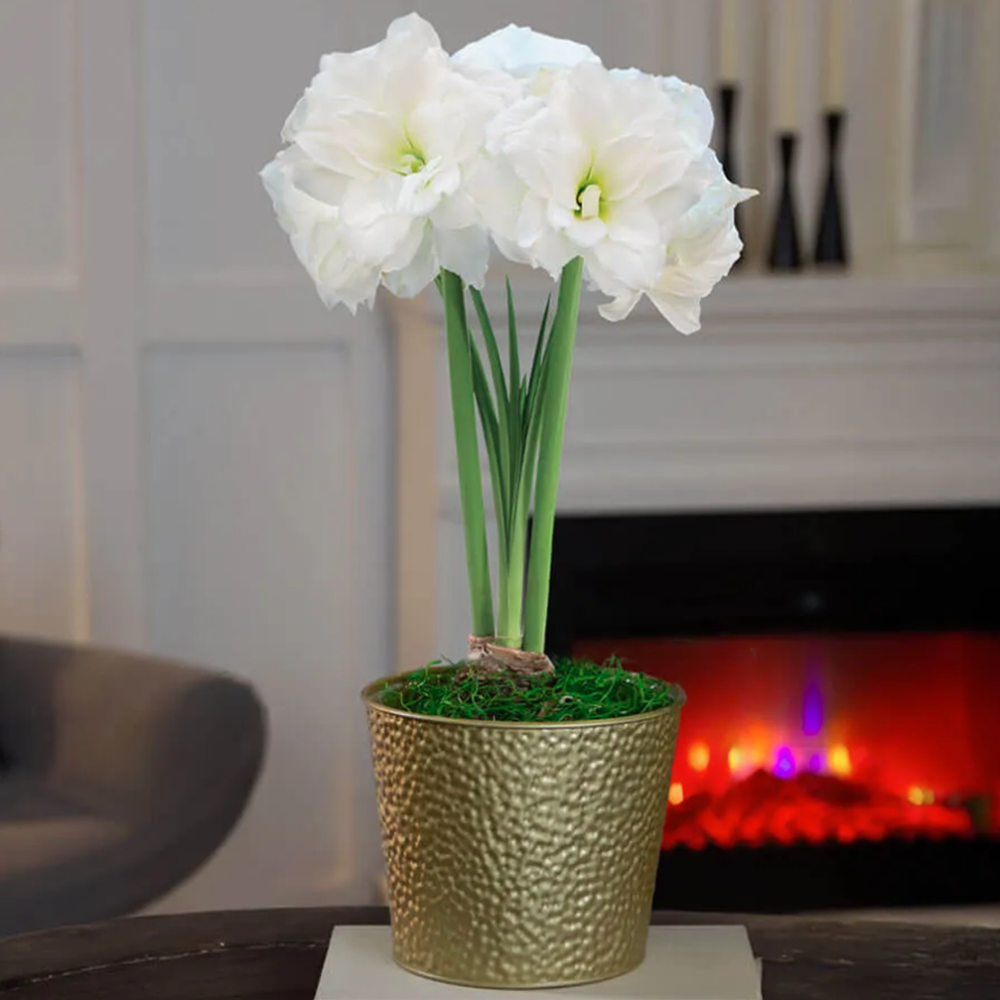 Holiday Glow Single Alfresco Potted Amaryllis Bulb Gift
