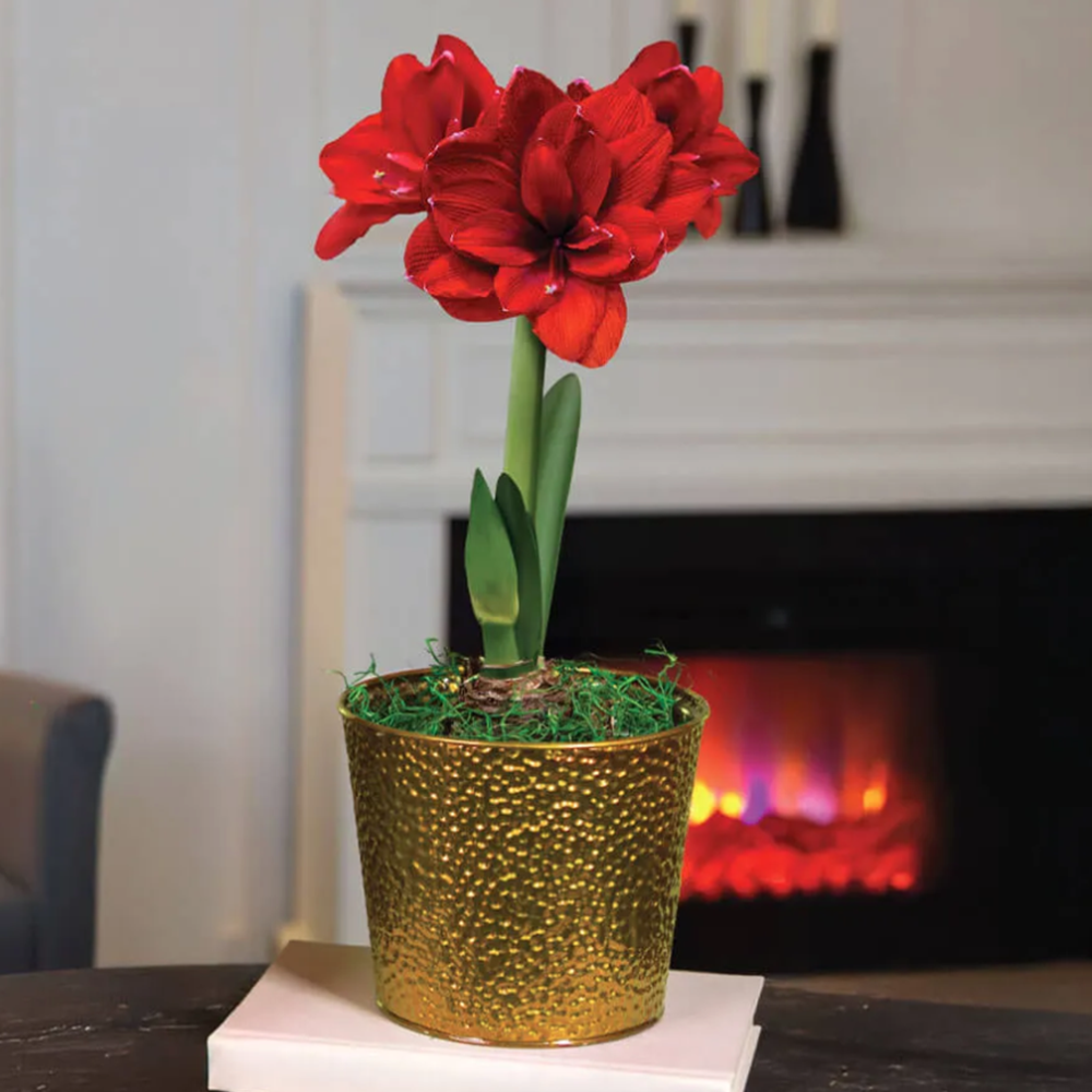 Holiday Glow Single Ragtime Potted Amaryllis Bulb Gift