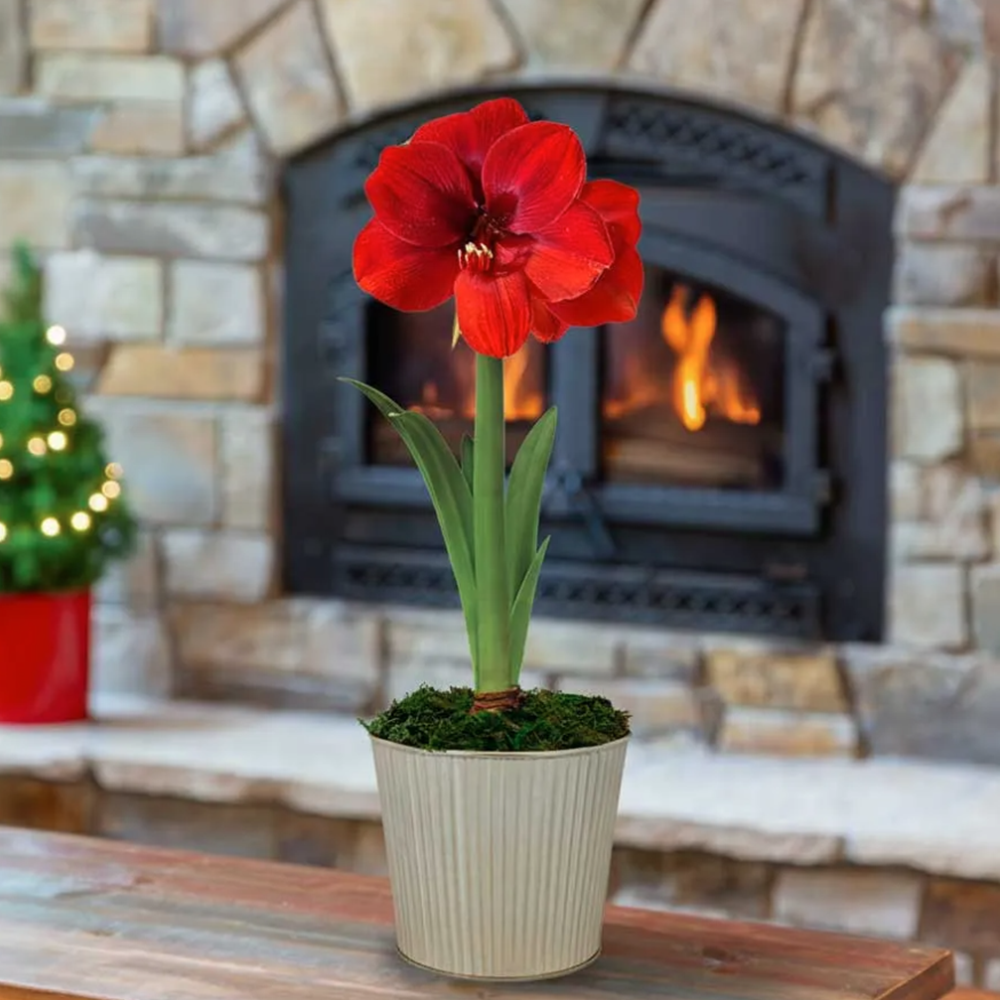 Champagne Dream Single Ferrari Potted Amaryllis Bulb Gift