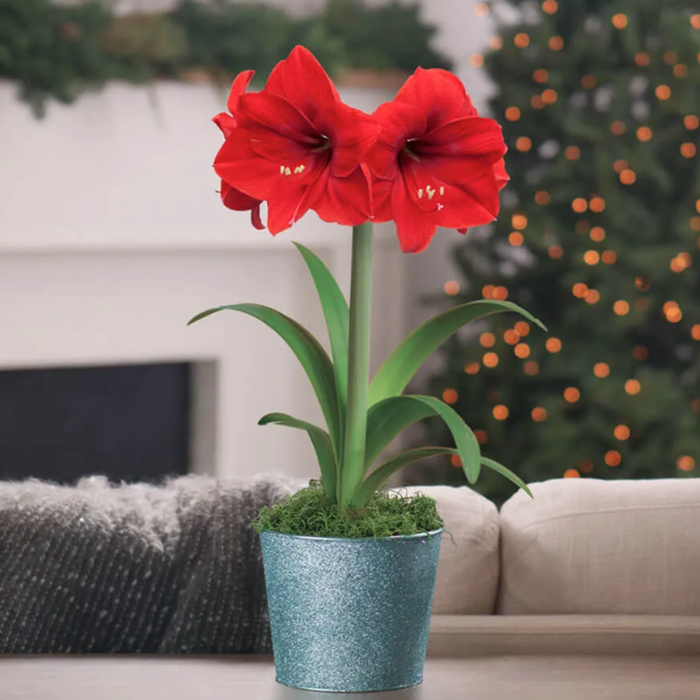 Holiday Sparkle Single Red Lion Potted Amaryllis Bulb Gift