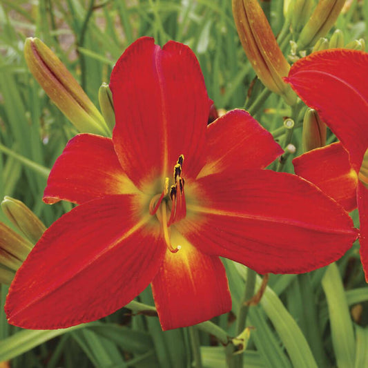 Hemerocallis 'Christmas Time' Daylily