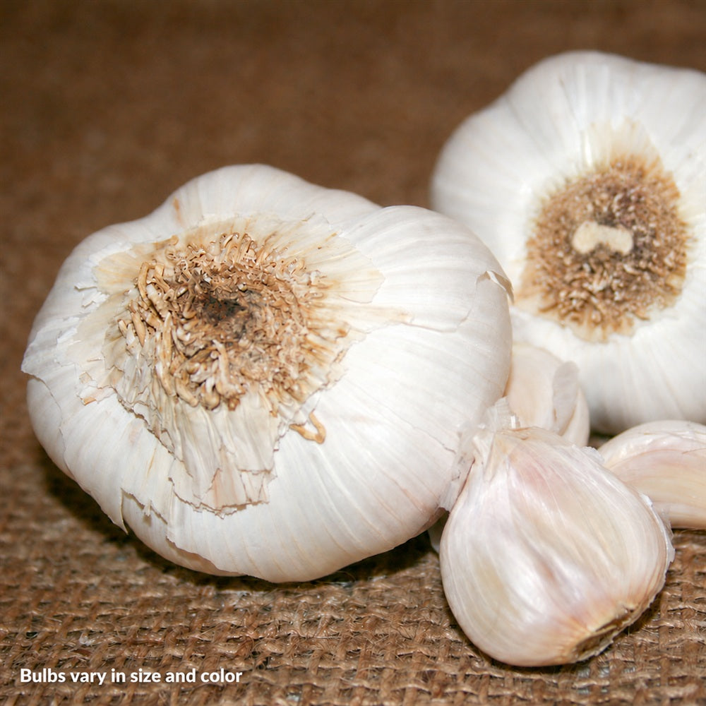 Garlic Nootka Rose Bulbs