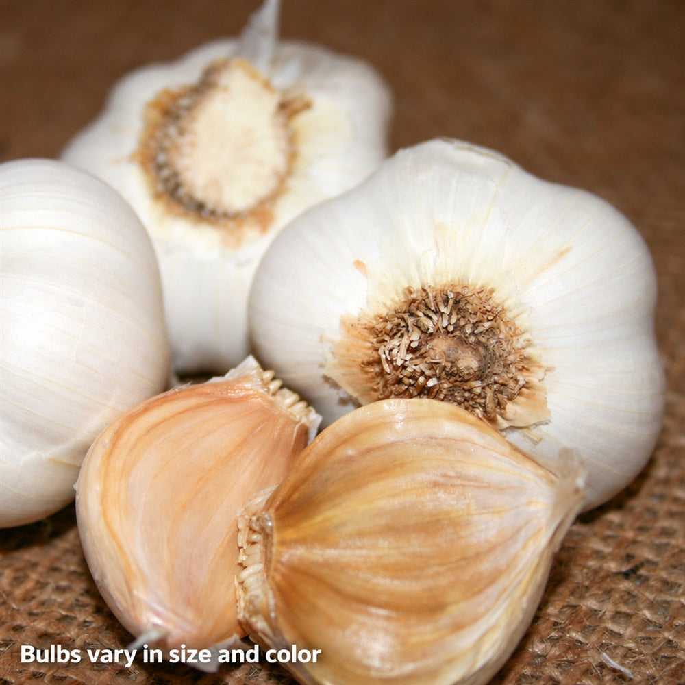 Garlic S&H Silver Bulbs